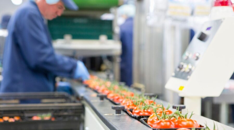 Man packing tomatoes on an assembly line