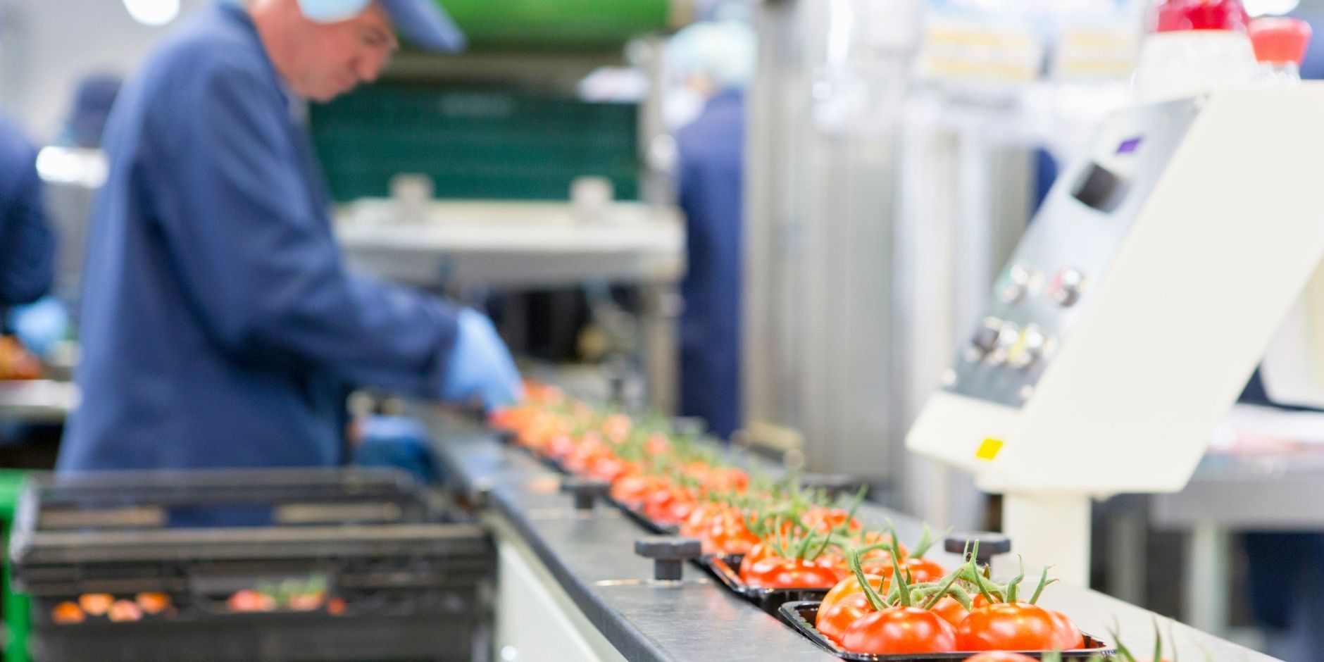 Man packing tomatoes on an assembly line